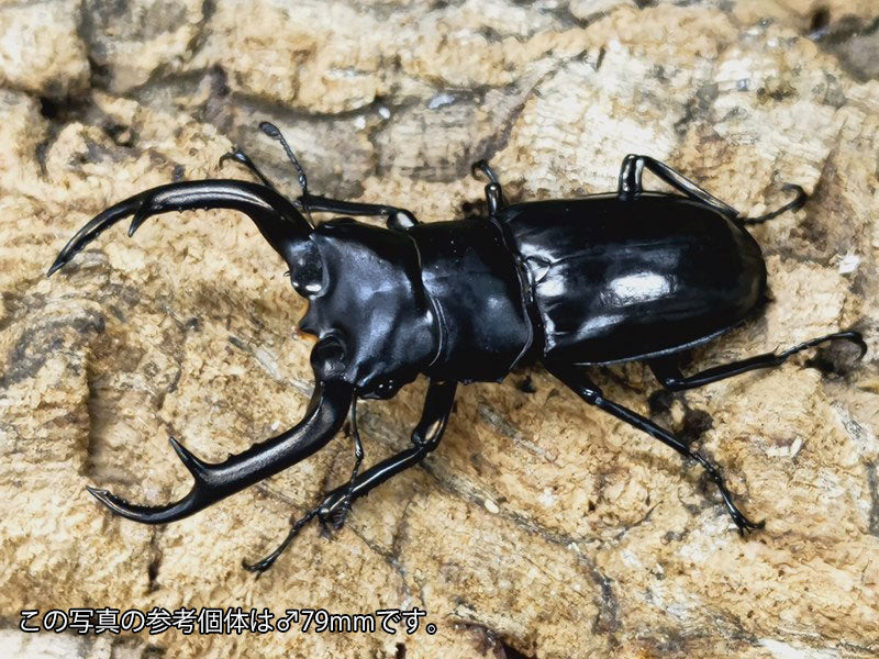 ウエストウッディオオシカクワガタ(亜種カズミアエ) ミャンマー カチン