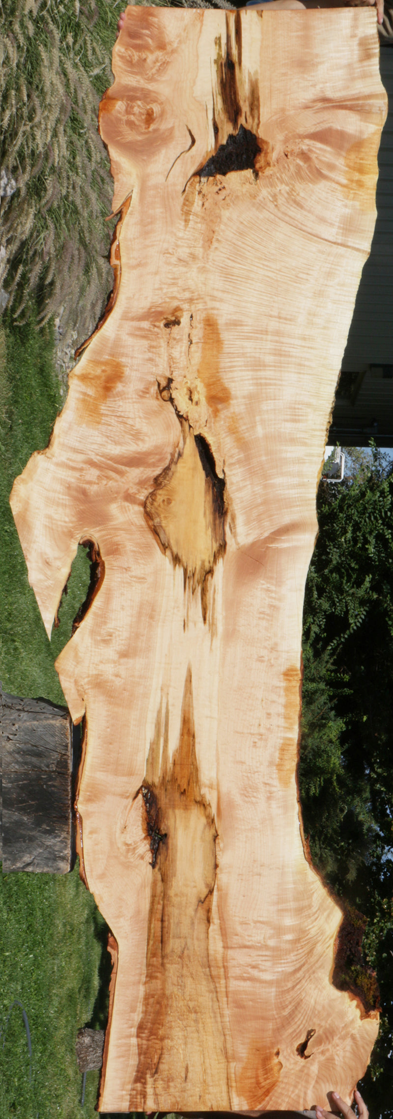 Quilted Fiddleback Maple Live Edge Lumber – Cook Woods