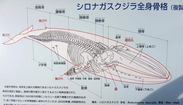 海洋総合辞典 Comprehensive Ocean Dictionary, 特選フォト