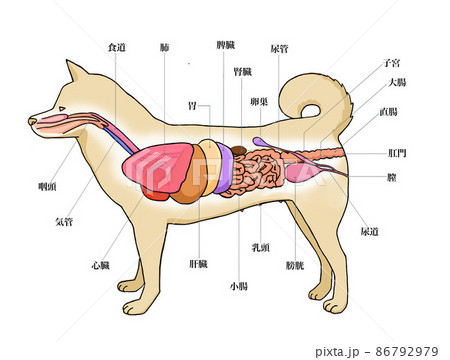 雌犬のからだ解剖図1のイラスト素材 [86792979] - PIXTA