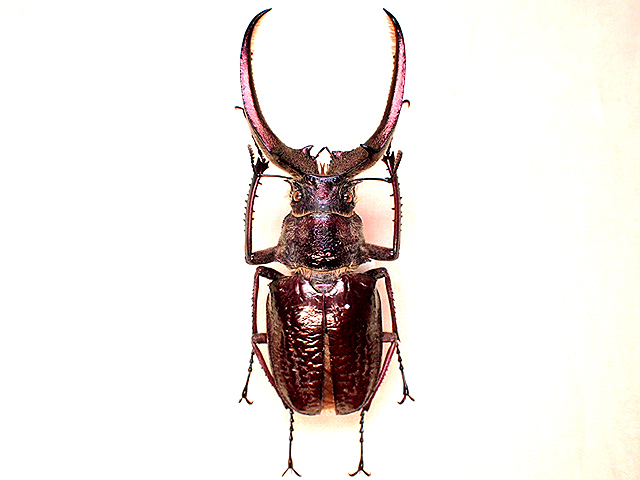 ☆セール！フェイスタメルシワバネクワガタ♂77mm標本☆ - INSECT ULTIMA