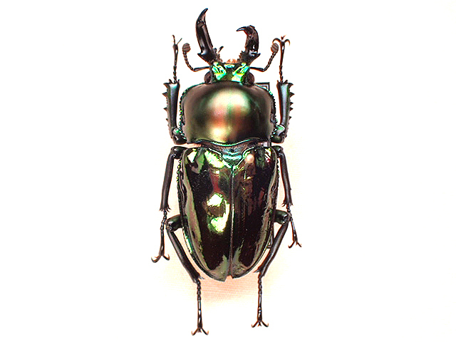 ☆雌雄形！ニジイロクワガタ：42mm標本☆ - INSECT ULTIMA