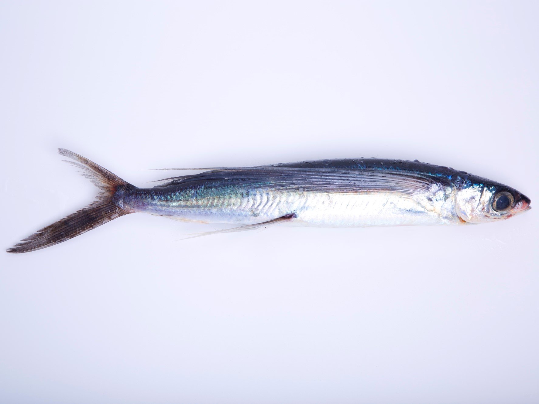 トビウオの特徴・見分け方 ｜ 写真から探せる魚図鑑