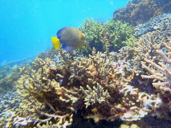 高島サンゴを守ろう - 長崎市ウェブサイト（環境政策課）