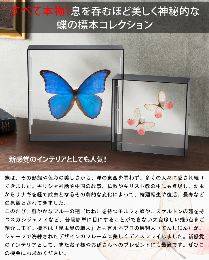 蝶の標本コレクション！シボリアゲハ - 三宝堂オンラインショップ