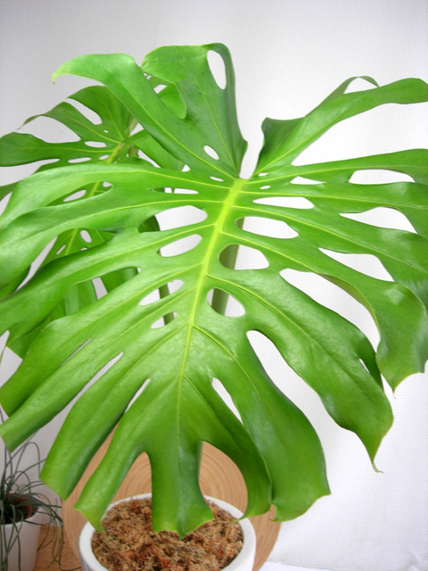 植物園などにある葉の大きな(モンステラ・デリシオーサ)観葉植物専門店