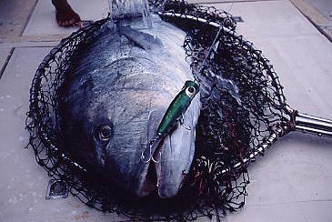 komodo203.jpg