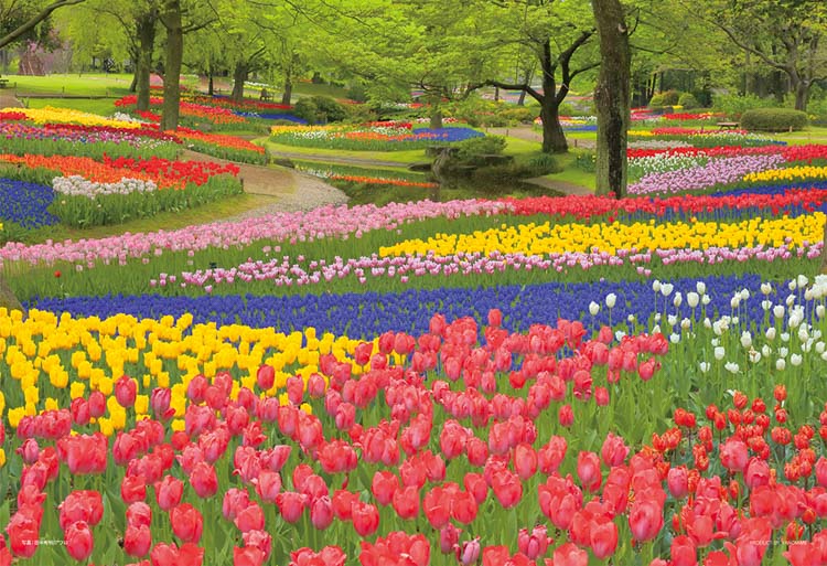 YAM-01-2090 風景 花咲く昭和記念公園（東京） 108ピース ［CP-JS