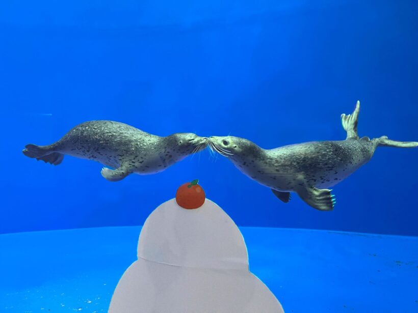 アザラシの健康管理を解説】上越市立水族博物館うみがたり、3日間限定