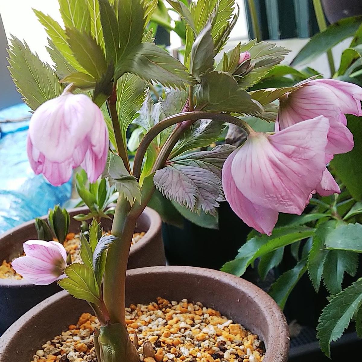 初めてのチベタヌス栽培（植替など）｜そだレポ（栽培レポート）by北緯