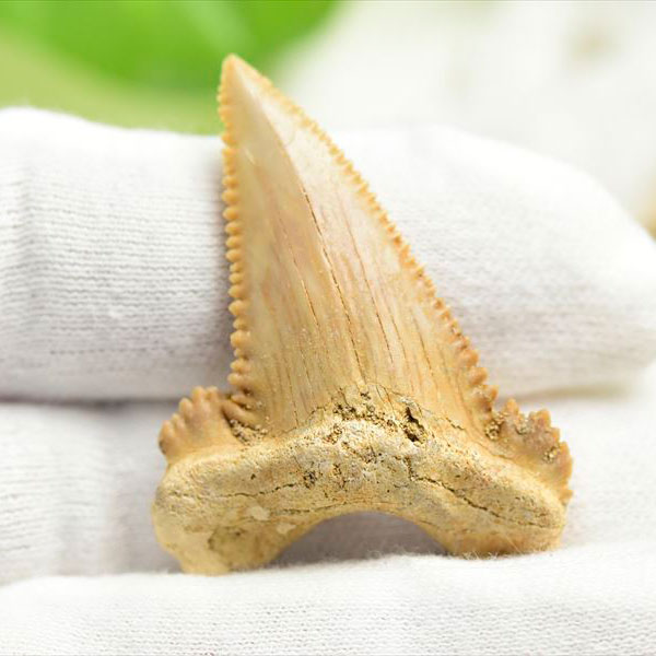 ホホジロザメ 歯 牙 化石｜サメの歯（約5.9g）｜モロッコ産