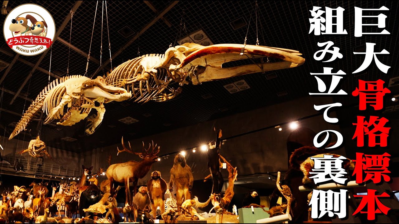 National Museum of Nature and Science] How whale and elephant