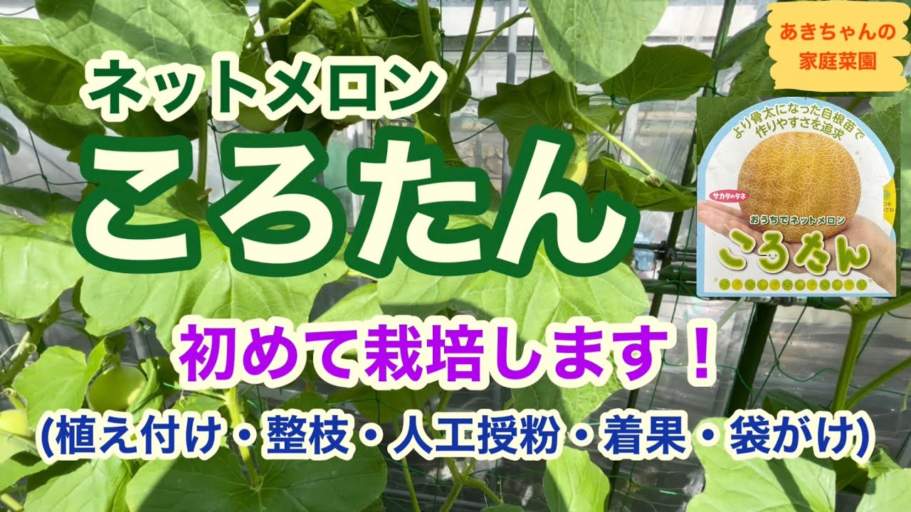 メロン栽培/育て方/作り方。生育ステージにおける樹勢・草勢診断と対策