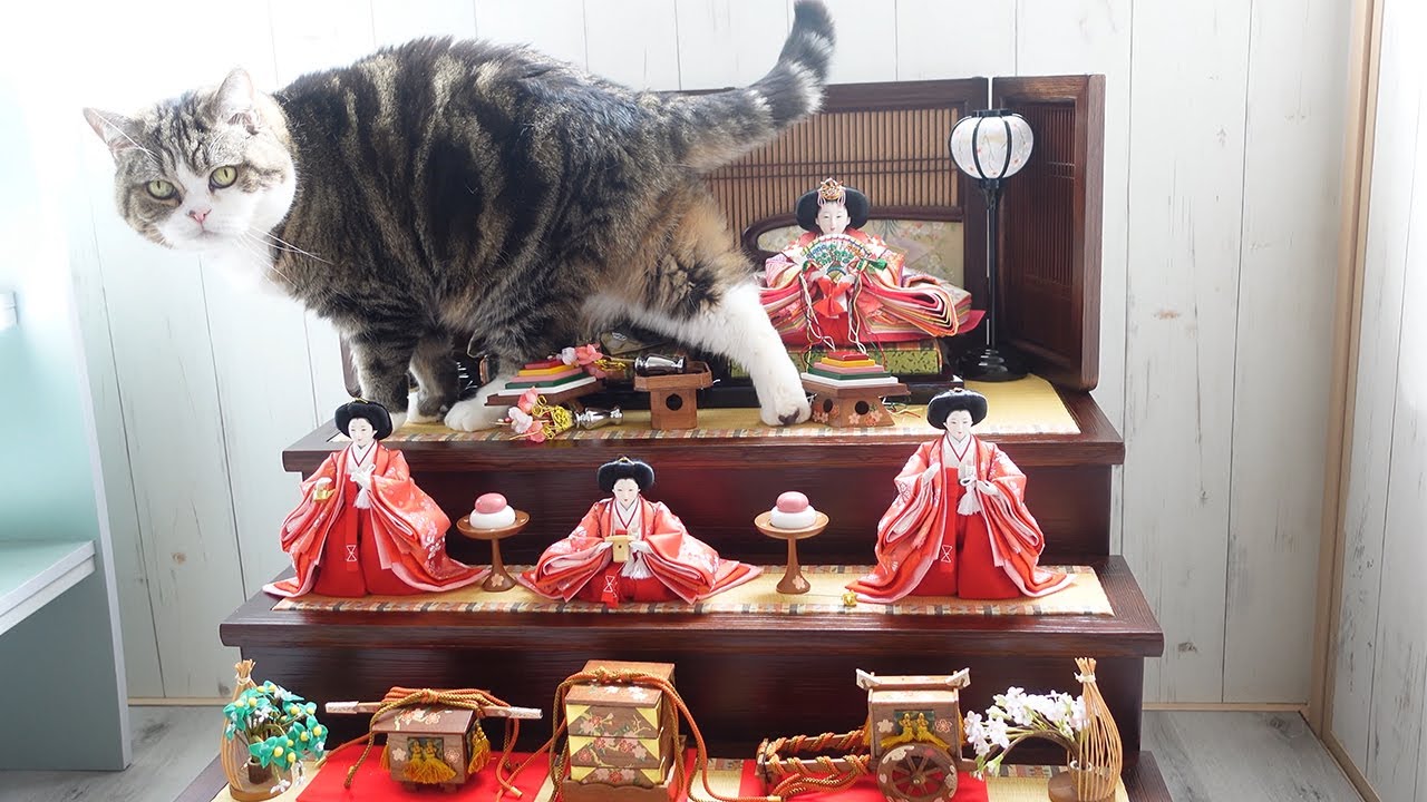 猫の雛人形=ↀωↀ= Cat Hina Doll Cosutume - YouTube