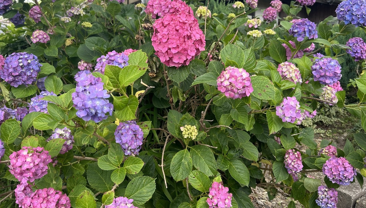 リバティ】紫陽花柄 スキッパーシャツ | 読む、鎌倉シャツ