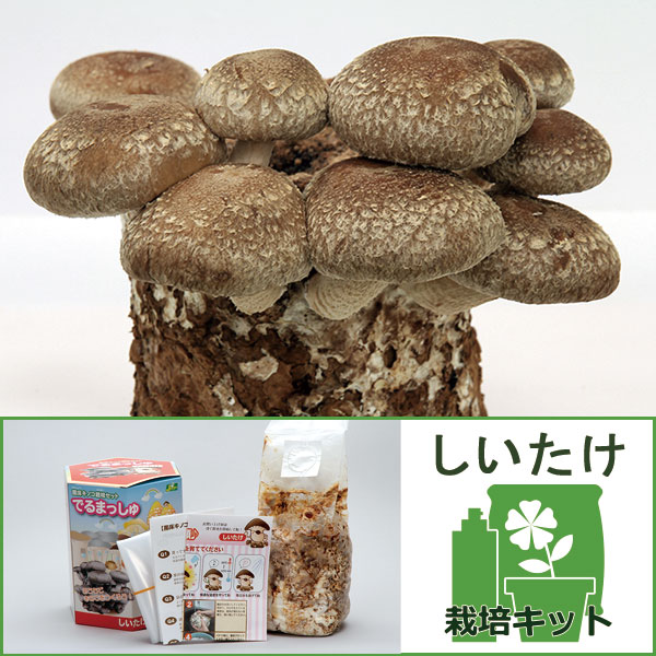 園芸ネット本店｜きのこ栽培セット：でるまっしゅ しいたけ2個セット