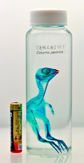 ウズラ透明標本Sグレード
