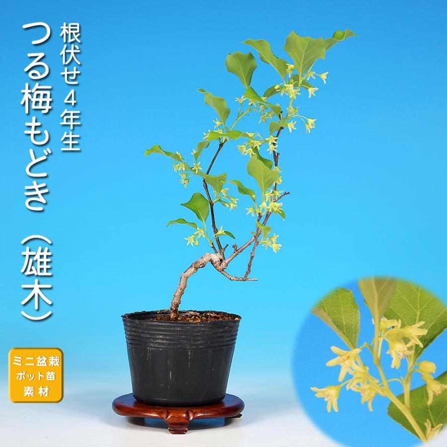 盆栽 つる梅もどき 雄木 ツルウメモドキ 蔓梅擬 小品盆栽 ミニ盆栽