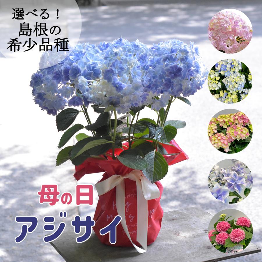 2025年 母の日ギフト アジサイ 鉢植え 5号鉢 島根の稀少品種 紫陽花