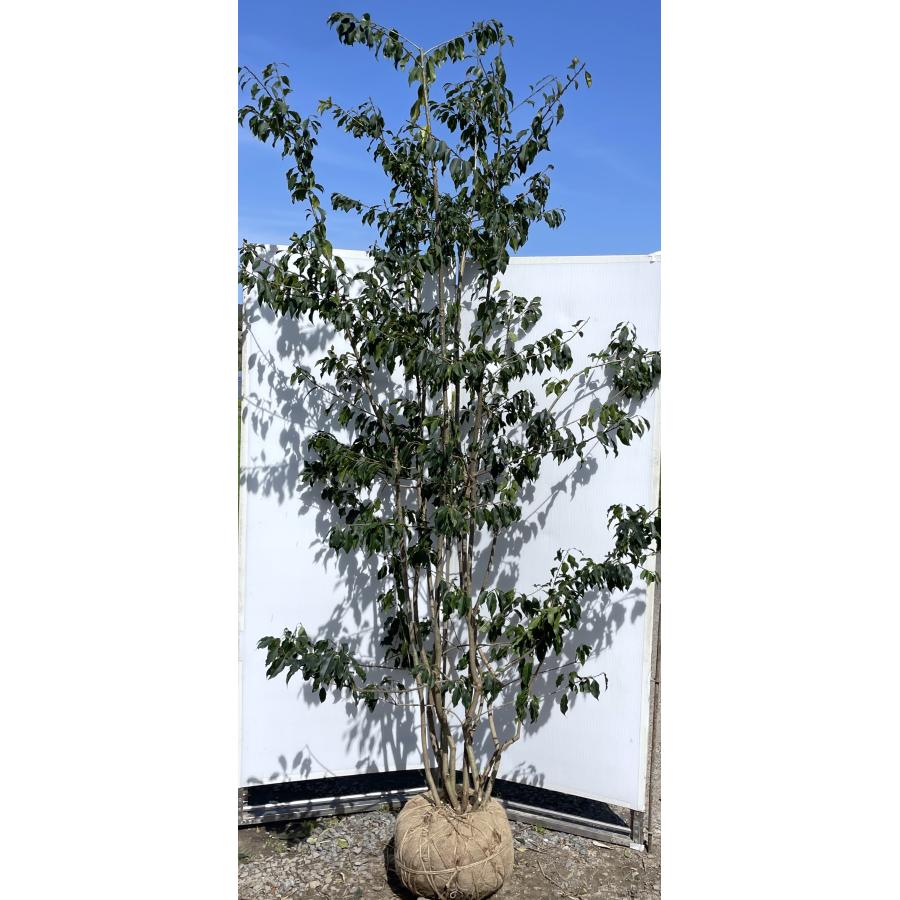 ソヨゴの木 7本株立ち 約2.5m 現品発送 一点物 豪華株 特大株 植木