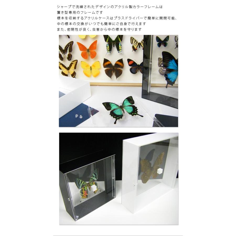 昆虫標本 蝶の標本 アサギマダラ アクリルフレーム 白 : ソプラノYahoo