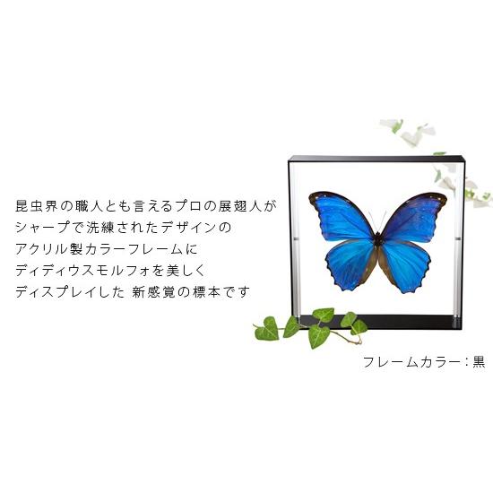 昆虫標本 蝶の標本 ディディウスモルフォ アクリルフレーム 白