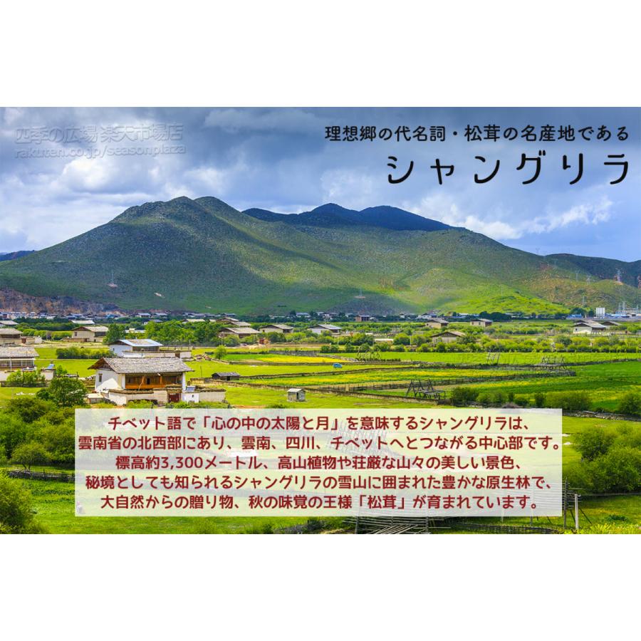 生松茸 訳あり 約500g＜開き方・大きさおまかせ＞空輸 中国産 厳選