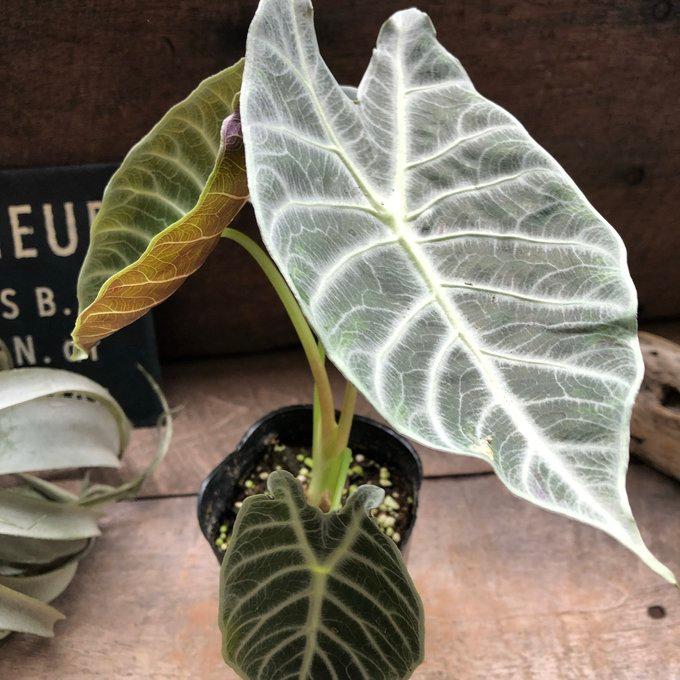 ワトソニアライトニング 即完売 アロカシア 観葉植物 : パリジェンヌ