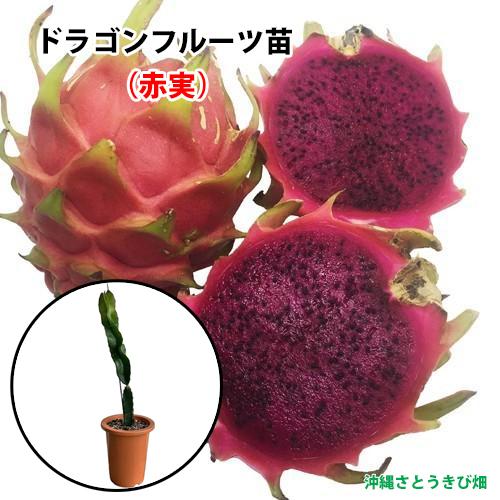 ドラゴンフルーツ苗 大サイズ (赤実) 6号鉢 : りゅうか商事 - 通販