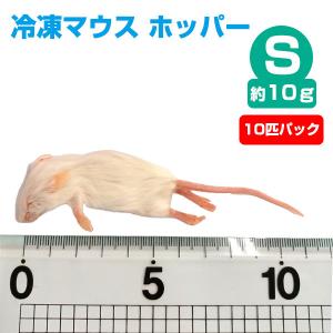 冷凍 エサ冷凍 冷凍マウス アダルトLサイズ 約30g 10匹パック T2
