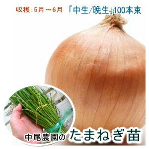 12月12日(金)が今期最終発送】玉ねぎ 苗 100本＼10月末から発送／(中生
