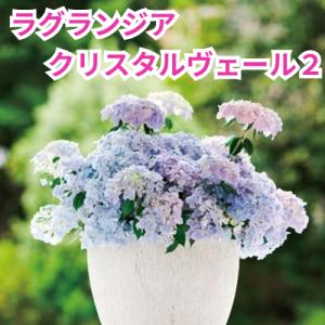 アジサイ 苗 ラグランジア(R) シャンデリーニ 品種登録出願中 1株 PW