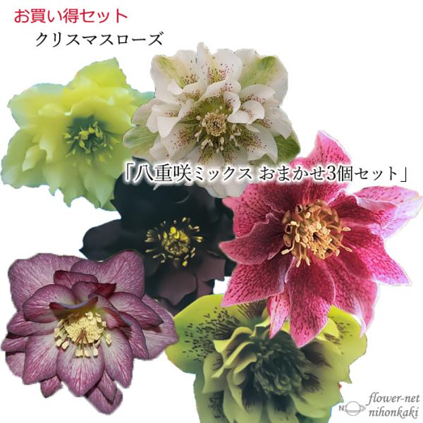 flower-net_z201016002