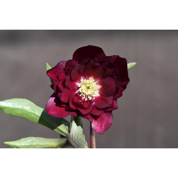 クリスマスローズ開花株 DDグロッシーカラー☆グロスレッド 015 現品