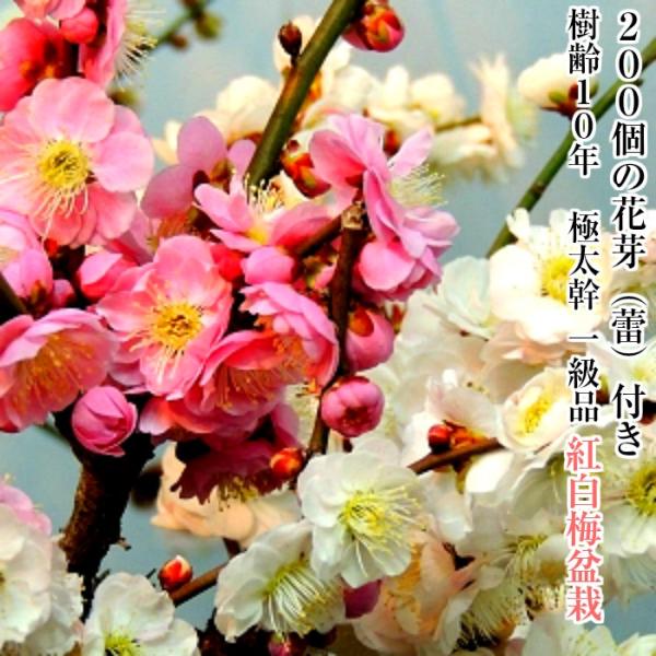 wagokorobonsai_wb0090