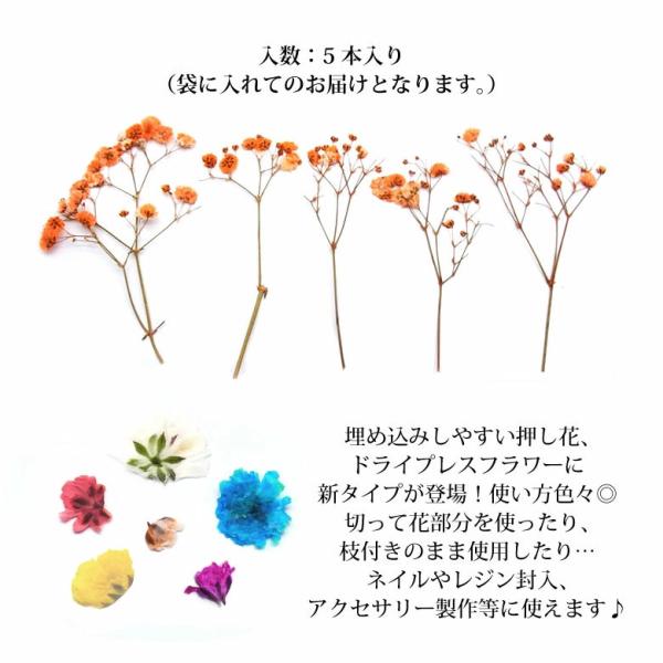 押し花 ドライ プレス フラワー New かすみ草 5本入り : ココロネイル
