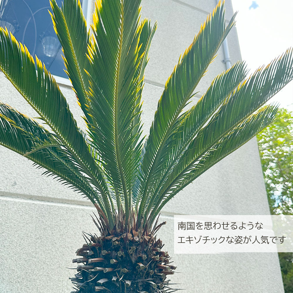 宝石のような観葉植物のお店 【Jewelry Plant】 キンカンソテツ 10号