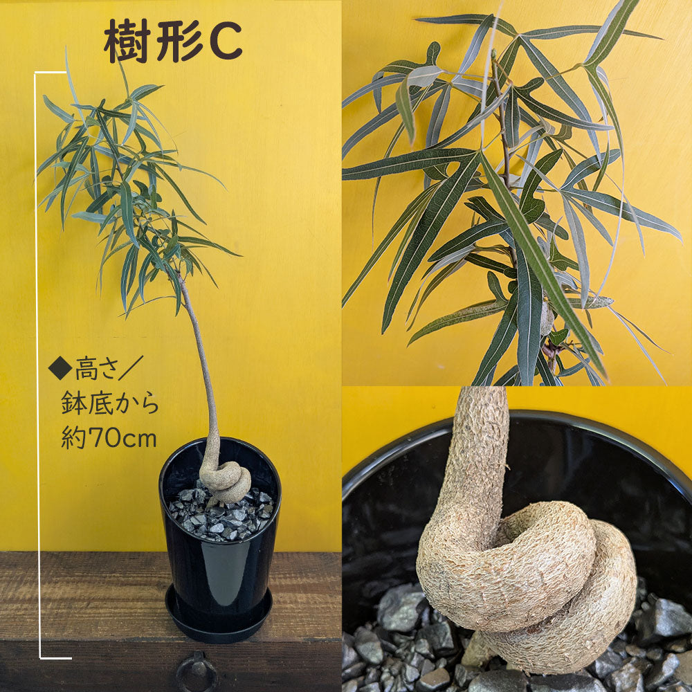 ボトルツリー ブラキキトン ポプルネウス 選べる樹形 6号 陶器鉢 送料