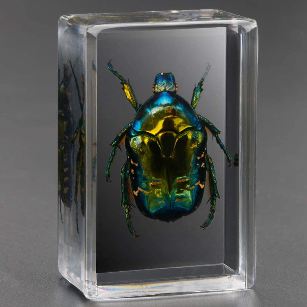 Amazon.co.jp: WJFMZS コガネムシ昆虫樹脂、本物の巨大昆虫紙重量分類