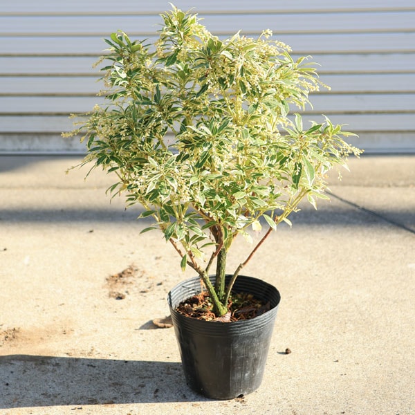 庭木・植木・苗：斑入アセビ（ホワイトリム）白花 6号 *大株 | 植木