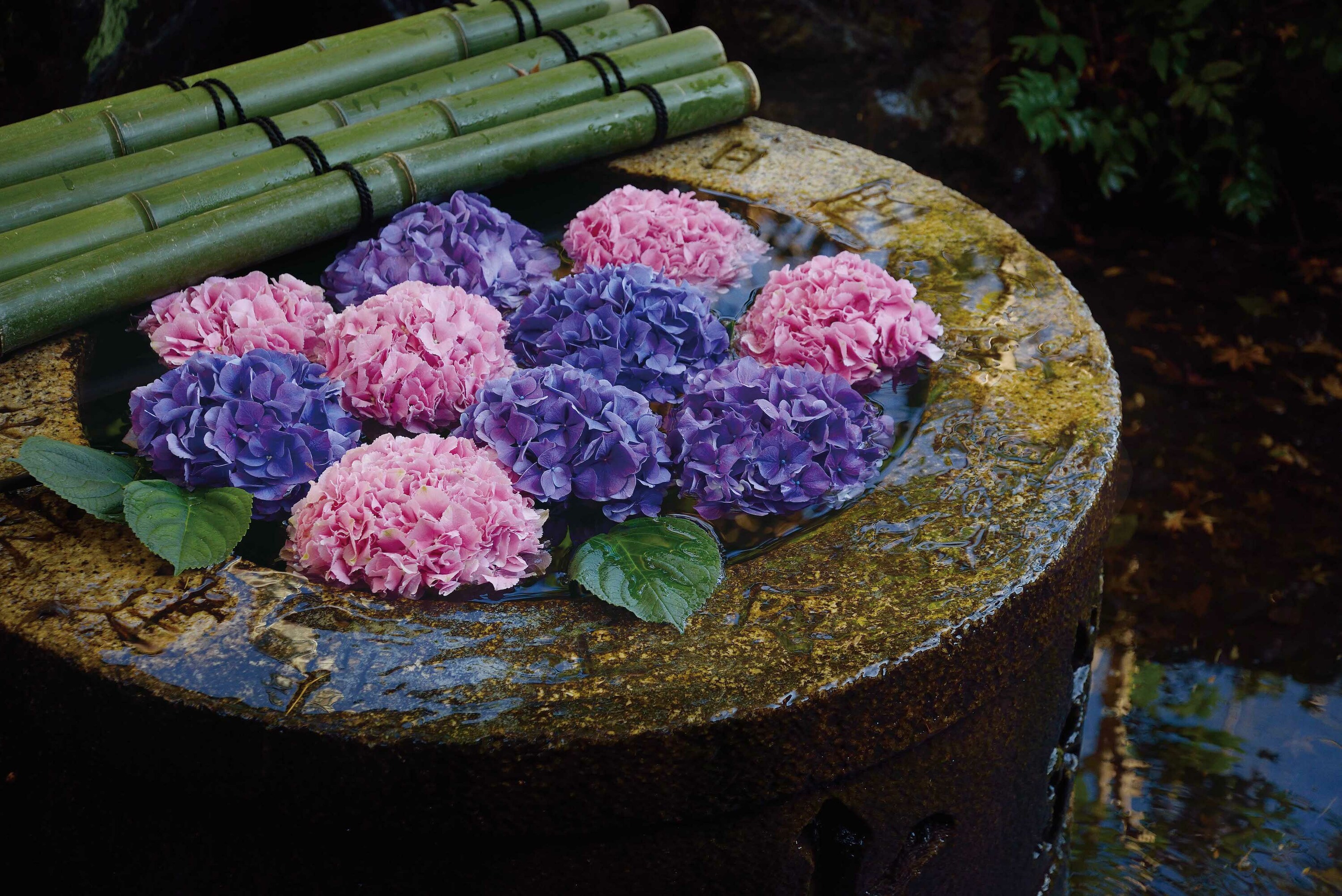 紫陽花の花手水