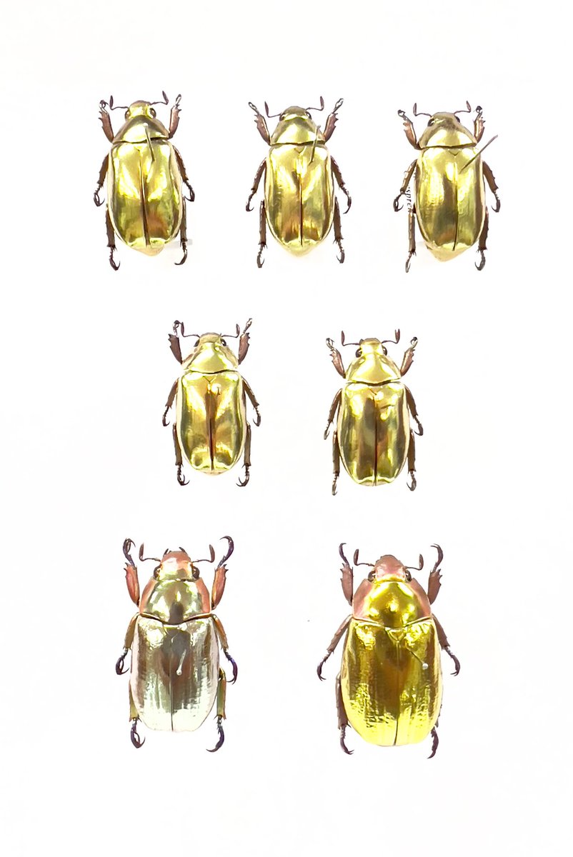 新着標本】 大人気プラチナコガネ3種入荷いたしました✨ 鏡面のような