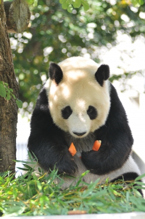 神戸市立王子動物園のジャイアントパンダ・タンタン23歳の誕生日会開催