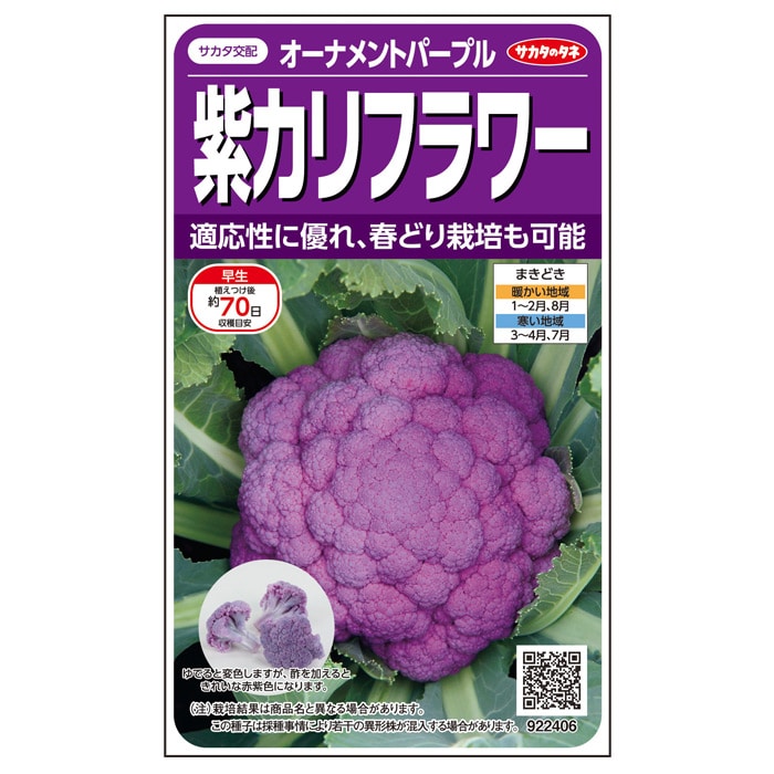 カリフラワー オーナメントパープル｜種（タネ）,球根,苗,資材
