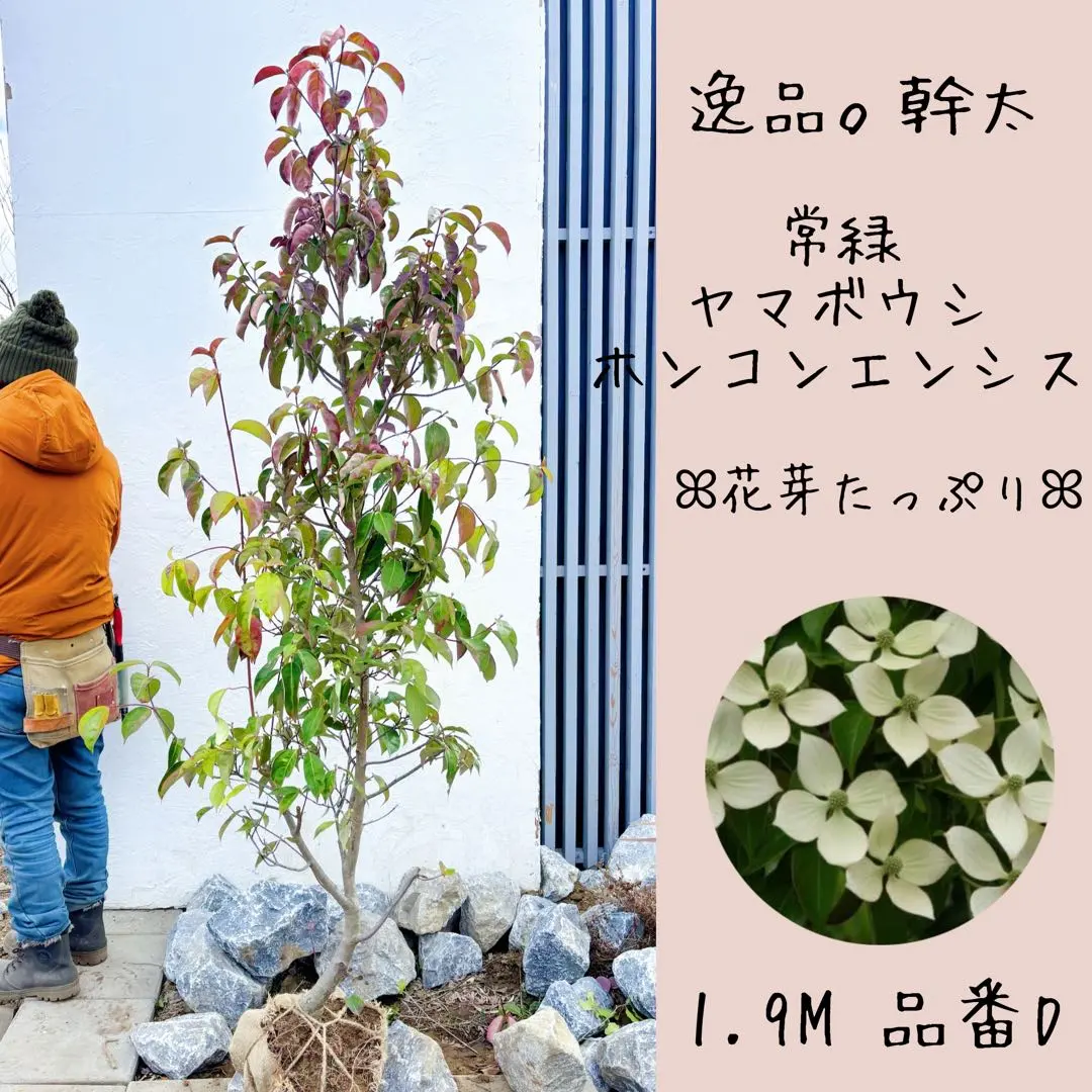 2026年最新】常緑ヤマボウシ（ホンコンエンシス）の人気アイテム