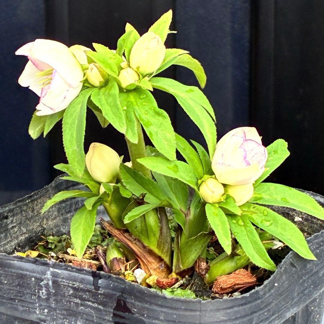 ぴ*ん様 3441☘️花、タグ付☘️プチドール⭐️超小輪⭐️超コンパクト⭐️繊細