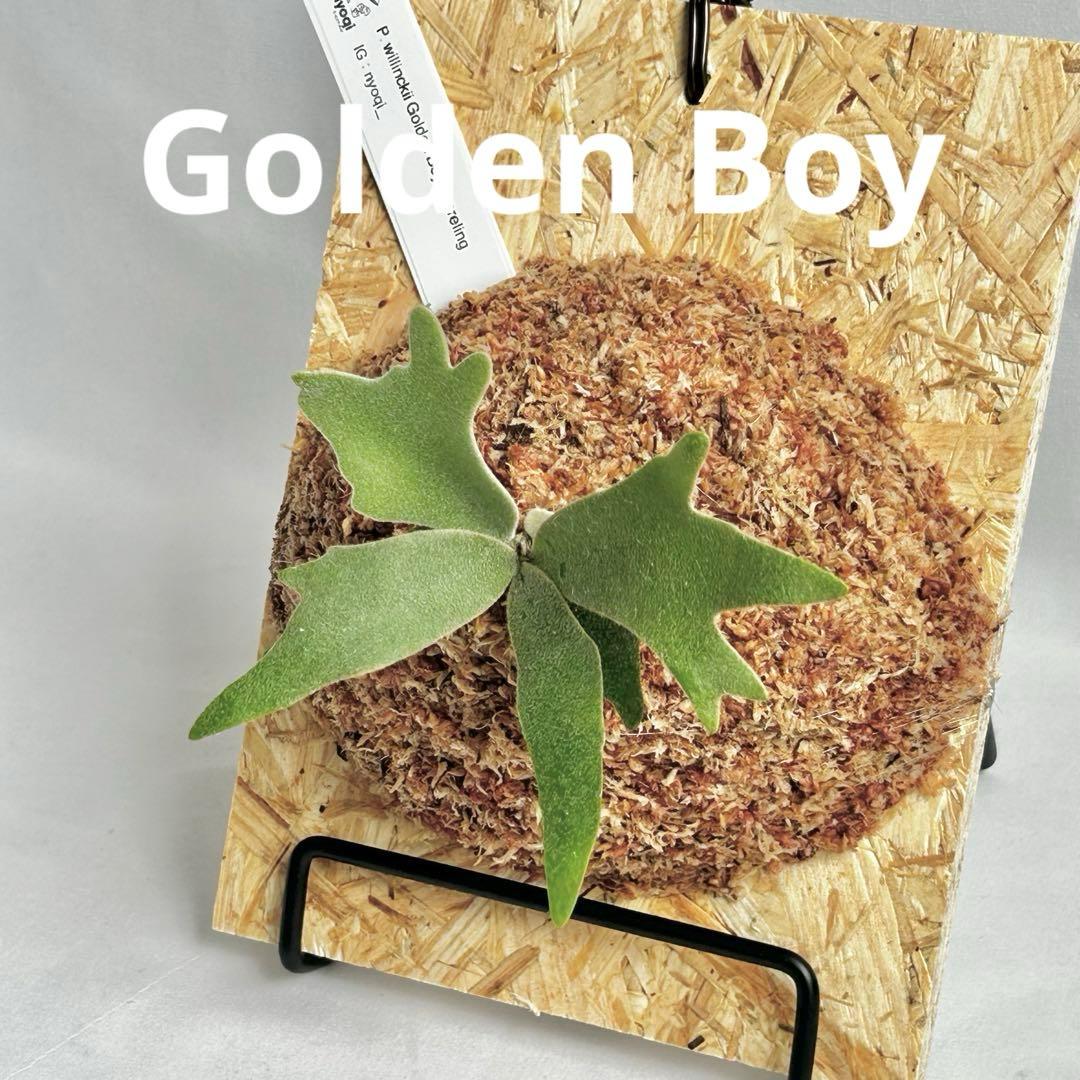 P. wilinckii Golden Boy spore【12】 - メルカリ