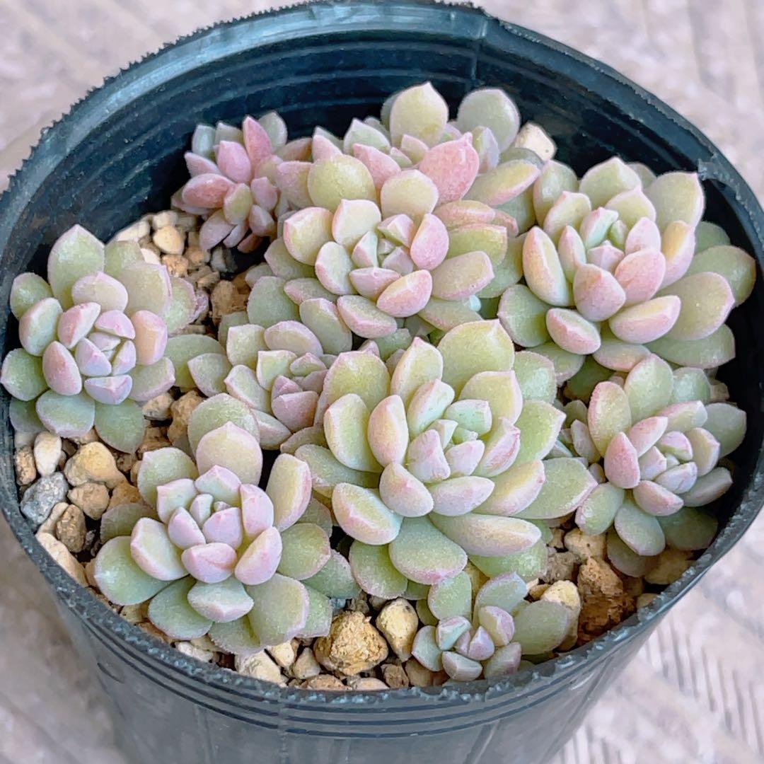 リンダリンダ」抜き苗 多肉植物 ぼのぼのさん 札なし - メルカリ