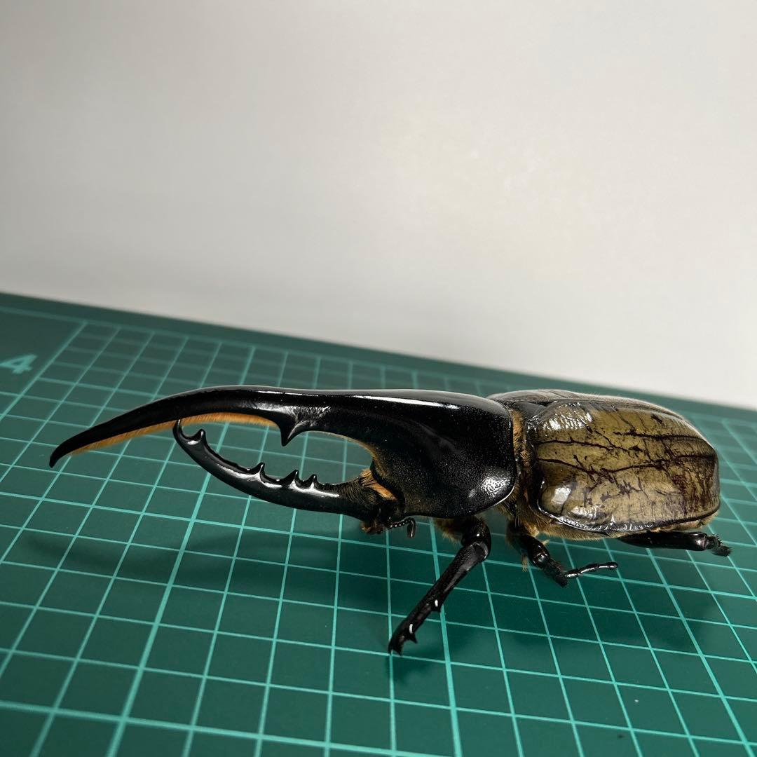 ヘラクレスオオカブト 標本（全長145mm）手先足先取れてます。 - メルカリ