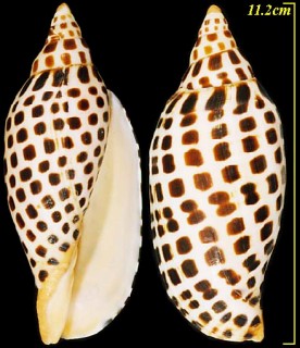 Microshells: Scaphella junonia リュウグウボラ